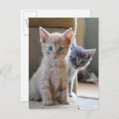 Carte Postale Chatons curieux (Devant / Derrière)
