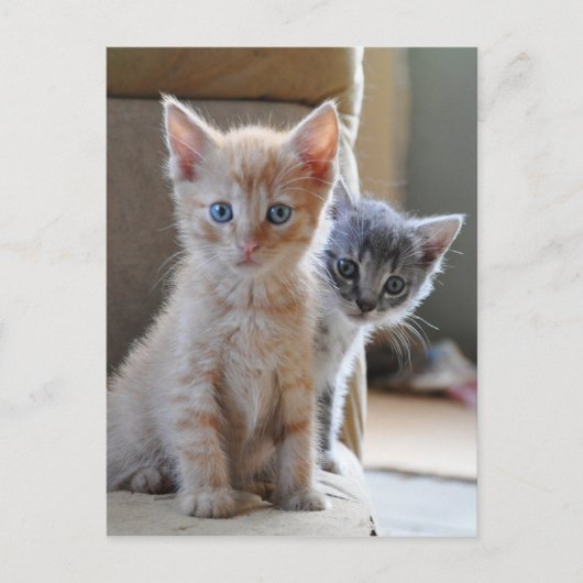 Carte Postale Chatons curieux (Devant)