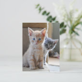 Carte Postale Chatons curieux (Debout devant)