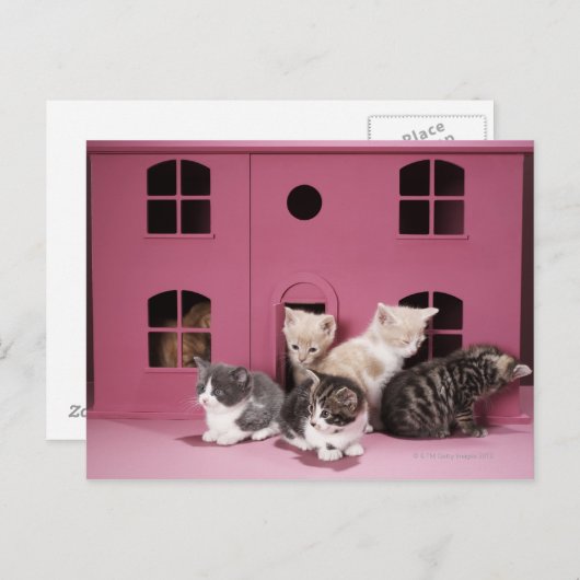 Carte Postale Chatons dans la maison de poupée (Devant / Derrière)
