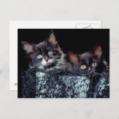 Carte Postale Chatons dans le conteneur (Devant / Derrière)
