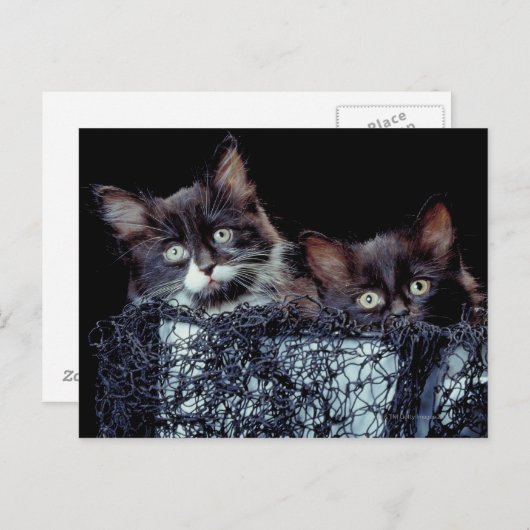 Carte Postale Chatons dans le conteneur (Devant / Derrière)