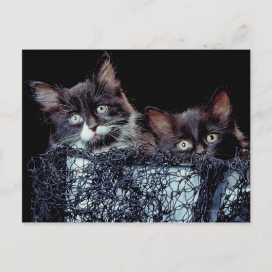 Carte Postale Chatons dans le conteneur (Devant)
