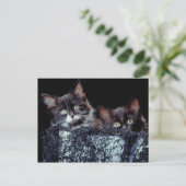 Carte Postale Chatons dans le conteneur (Debout devant)