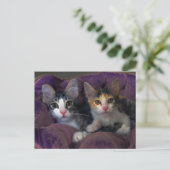 Carte Postale Chatons dans un lit violet (Debout devant)