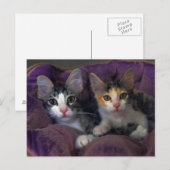 Carte Postale Chatons dans un lit violet (Devant / Derrière)