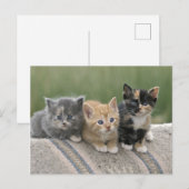 Carte Postale Chatons de grange sur une couverture de cheval (Devant / Derrière)