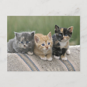 Carte Postale Chatons de grange sur une couverture de cheval