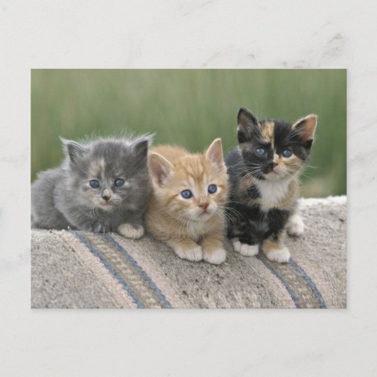 Carte Postale Chatons de grange sur une couverture de cheval (Devant)