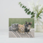 Carte Postale Chatons de grange sur une couverture de cheval (Debout devant)