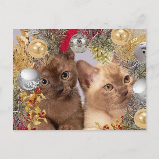 Carte Postale Chatons de Noël Chats de vacances (Devant)