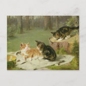 Carte Postale Chatons Jouer (Devant)