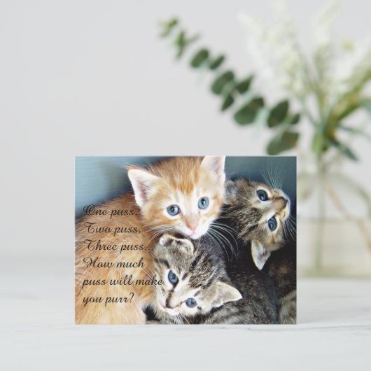 Carte Postale Chatons Mignons (Debout devant)