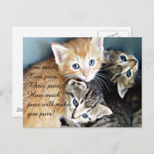 Carte Postale Chatons Mignons (Devant / Derrière)