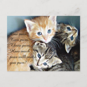 Carte Postale Chatons Mignons