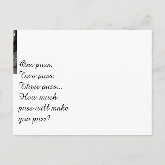 Carte Postale Chatons Mignons (Devant)