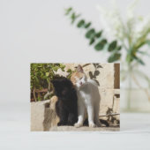 Carte Postale Chatons mignons noirs et blancs orange (Debout devant)