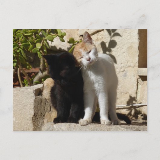 Carte Postale Chatons mignons noirs et blancs orange (Devant)