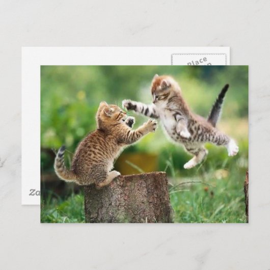 Carte Postale Chatons norvégiens de forêt (Devant / Derrière)