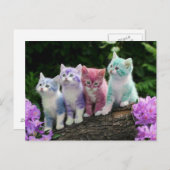 Carte Postale chatons rencontre kleur (Devant / Derrière)