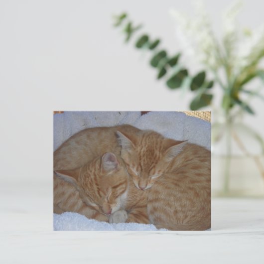 Carte Postale Chatons rouges endormis ensemble (Debout devant)