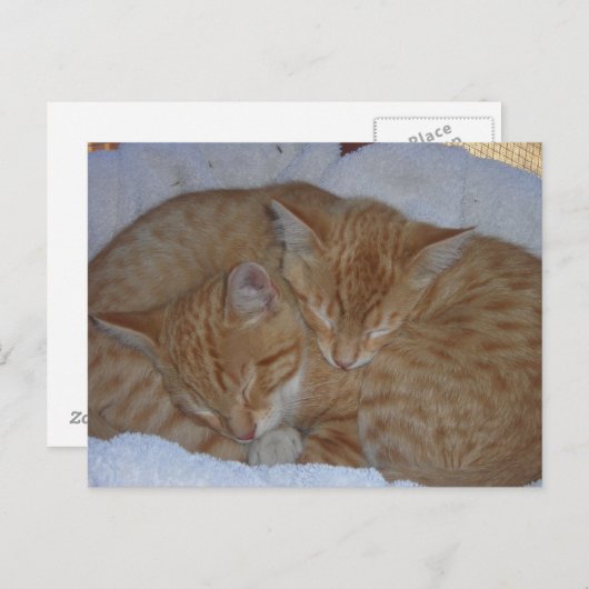 Carte Postale Chatons rouges endormis ensemble (Devant / Derrière)