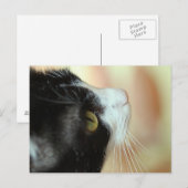 Carte Postale Chats (Devant / Derrière)