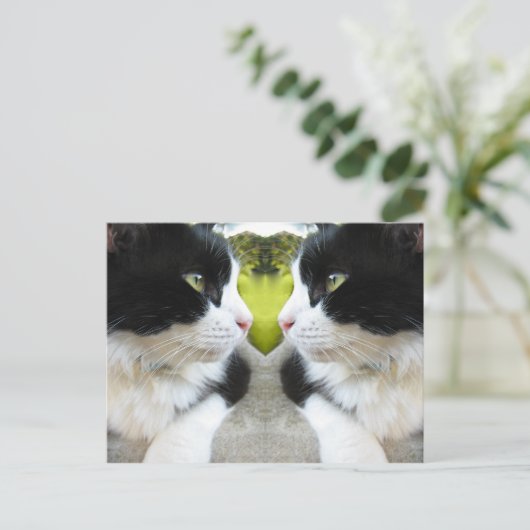 Carte postale Chats (Debout devant)