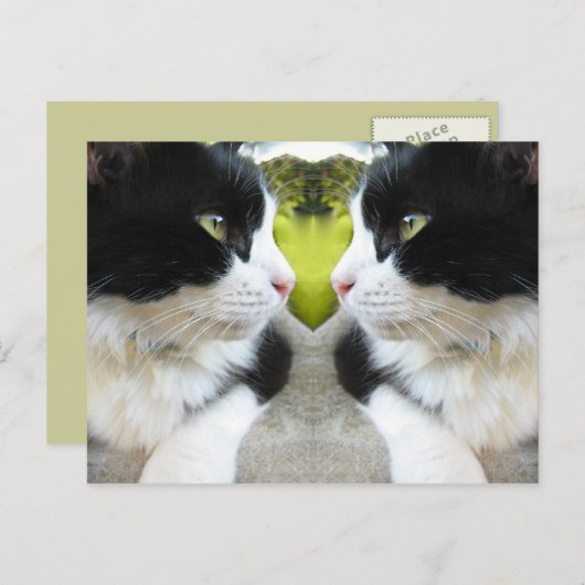 Carte postale Chats (Devant / Derrière)