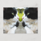 Carte postale Chats (Devant)