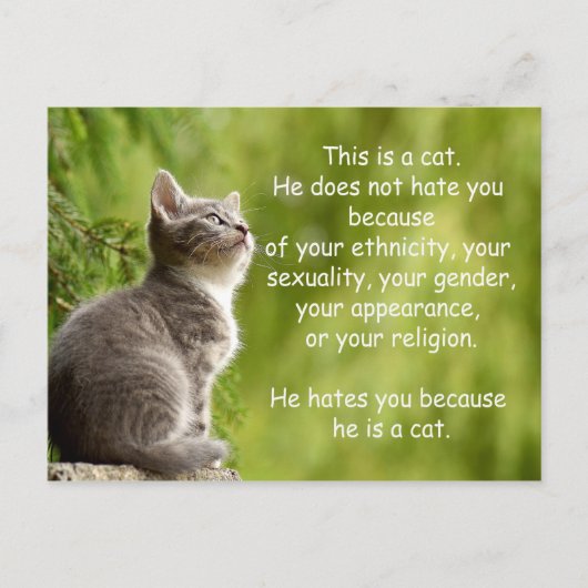 Carte Postale Chats (Devant)