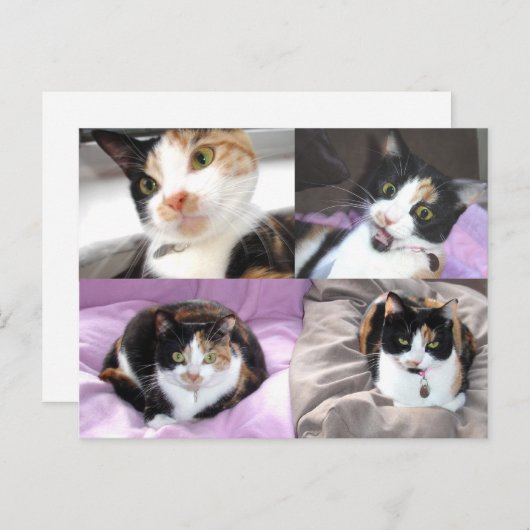 Carte Postale Chats (Devant / Derrière)