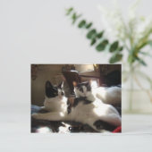 Carte Postale chats (Debout devant)