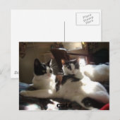Carte Postale chats (Devant / Derrière)