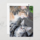 Carte Postale Chats (Devant / Derrière)