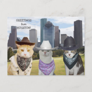 Carte Postale Chats amusants/Kitties Salutations de Houston