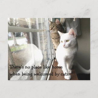 Carte Postale Chats assis près de la fenêtre