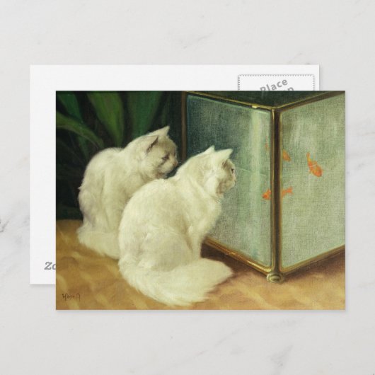 Carte Postale Chats blancs observant le poisson rouge (Devant / Derrière)