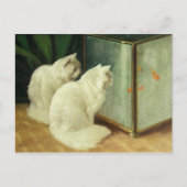 Carte Postale Chats blancs observant le poisson rouge (Devant)