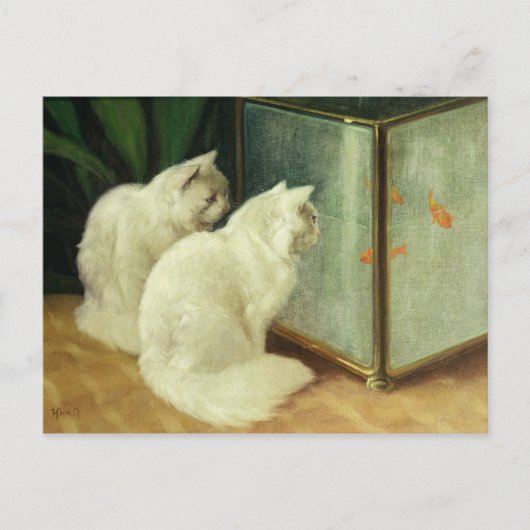 Carte Postale Chats blancs observant le poisson rouge (Devant)
