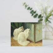 Carte Postale Chats blancs observant le poisson rouge (Debout devant)