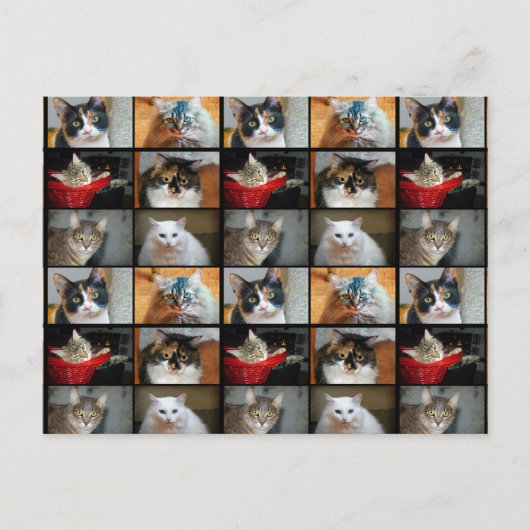 Carte Postale Chats Chats Chats (Devant)