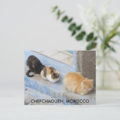 Carte Postale Chats, Chefchaouen, Maroc (Debout devant)