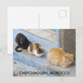 Carte Postale Chats, Chefchaouen, Maroc (Devant / Derrière)