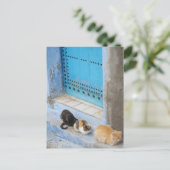 Carte Postale Chats, Chefchaouen, Maroc (Debout devant)