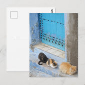 Carte Postale Chats, Chefchaouen, Maroc (Devant / Derrière)