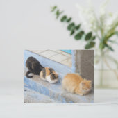Carte Postale Chats, Chefchaouen, Maroc (Debout devant)