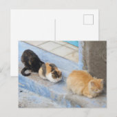 Carte Postale Chats, Chefchaouen, Maroc (Devant / Derrière)