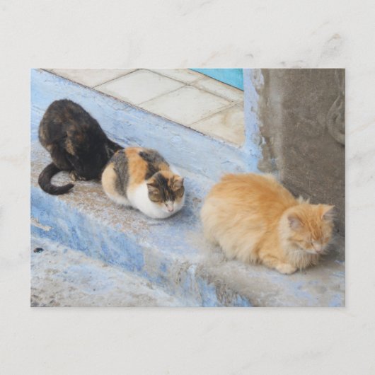 Carte Postale Chats, Chefchaouen, Maroc (Devant)