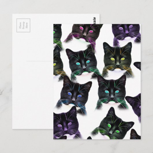 Carte Postale Chats cool (Devant / Derrière)